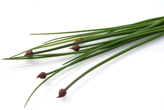 Chives,Allium schoenoprasum,is an important medicinal and medicinal plant. The culinary herb is also used in the Frankfurt Green Sauce. Chives,Allium schoenoprasum,are an important medicinal and medicinal plant. The herb is also used in the Frankfurt green sauce.