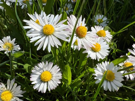 Bellis Perennis is an edible flower with white flowers. It is an important medicinal plant and is used in medicine. It is also often found in the wild,in fields and meadows. Gaensebluemchen,Bellis Perennis is an edible flower with white flowers. It is an important medicinal plant and is used in medicine. It is also often wild on fields and meadows.