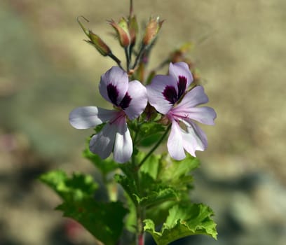Pelargonium citronella is a bushy growing pelargonium with woody stems and partly large beautiful flowers. Fragrant Pelargonium,Pelargonium citronella is a bushy-growing pelargonium with woody stems and some large,beautiful flowers.