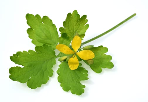 Chelidonium majus is an important medicinal and medicinal plant and has yellow flowers. Celandine,Chelidonium majus is an important medicinal and medicinal plant and with yellow flowers