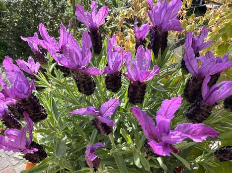 Crested lavender,Lavandula stoechas is a type of lavender with pretty blue flowers. Lavender,Lavandula stoechas,is a type of lavender with pretty blue flowers.