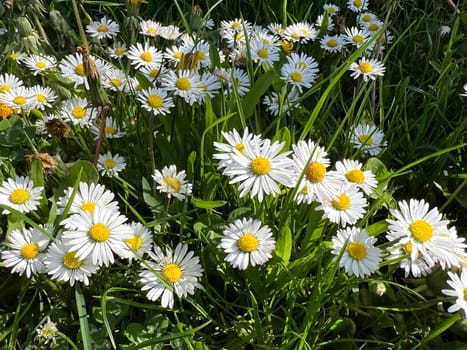 Bellis Perennis is an edible flower with white flowers. It is an important medicinal plant and is used in medicine. It is also often found in the wild,in fields and meadows. Gaensebluemchen,Bellis Perennis is an edible flower with white flowers. It is an important medicinal plant and is used in medicine. It is also often wild on fields and meadows.