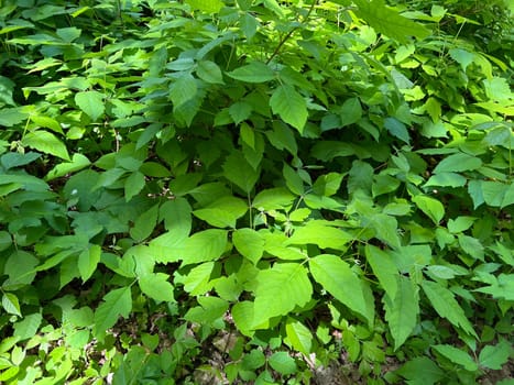 Poison sumac,Rhus radicans,grows as a shrub,but is also able to climb with its adhesive roots. Poison sumac,Rhus radicans grows as a shrub,but is also able to climb with its roots