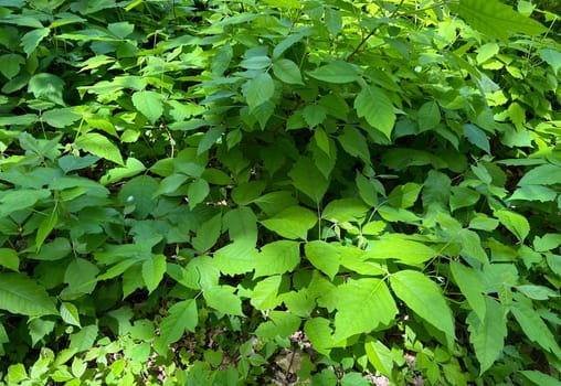 Poison sumac,Rhus radicans,grows as a shrub,but is also able to climb with its adhesive roots. Poison sumac,Rhus radicans grows as a shrub,but is also able to climb with its roots
