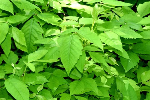 Poison sumac,Rhus radicans,grows as a shrub,but is also able to climb with its adhesive roots. Poison sumac,Rhus radicans grows as a shrub,but is also able to climb with its roots