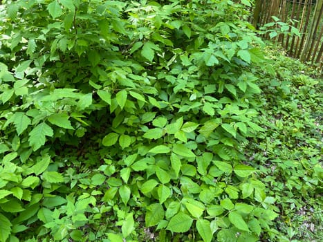 Poison sumac,Rhus radicans,grows as a shrub,but is also able to climb with its adhesive roots. Poison sumac,Rhus radicans grows as a shrub,but is also able to climb with its roots