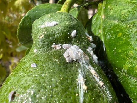 Mealybugs,mealybugs are also aphids and are pests that infest almost all plants. Mealybugs and mealybugs are also aphids and are pests that attack almost all plants.