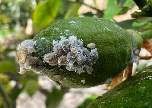 Mealybugs,mealybugs are also aphids and are pests that infest almost all plants. Mealybugs and mealybugs are also aphids and are pests that attack almost all plants.