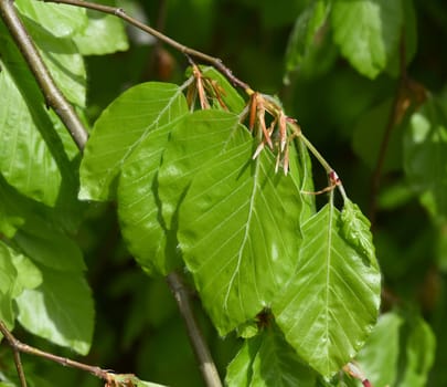 Beech,Fagus sylvatica,is a deciduous tree that is often found in our forests.  It is a powerful tree and its wood is an important supplier of timber. Beech,Fagus,sylvatica,is a deciduous tree,which is often found in our forests. It is a powerful tree and its wood is an important timber supplier.