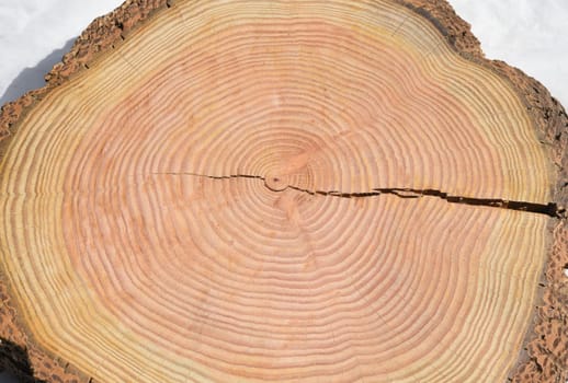 Annual rings are the growth rings of a tree in cross-section. Annual rings are the growth rings of a tree in cross section.