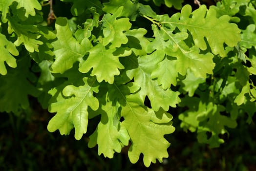 Oak,Quercus Robur,is a native tree species. Oak,Quercus robur,is a native tree.