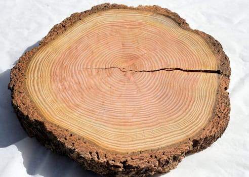 Annual rings are the growth rings of a tree in cross-section. Annual rings are the growth rings of a tree in cross section.