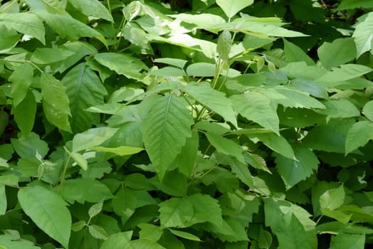 Poison sumac,Rhus radicans,grows as a shrub,but is also able to climb with its adhesive roots. Poison sumac,Rhus radicans grows as a shrub,but is also able to climb with its roots