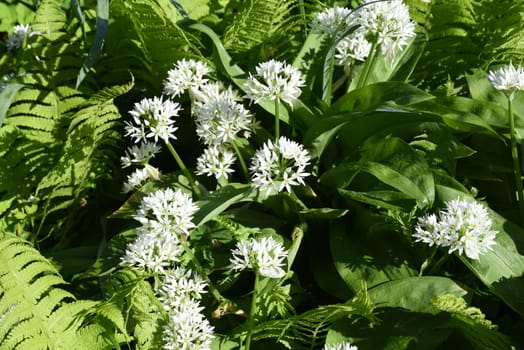 Garlic is an important wild herb and medicinal plant that has a garlic scent with white flowers. It has several poisonous double-gangers,such as lily-of-the-valley,autumn crocus,arum. Baerlauch is an important herb and medicinal plant that has a garlic scent with white flowers. It has several poisonous doppelgangers,(double runner) such as lily of the valley,autumn crocus and arum.