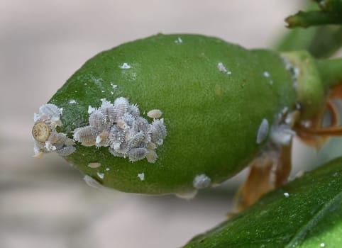 Mealybugs,mealybugs are also aphids and are pests that infest almost all plants. Mealybugs and mealybugs are also aphids and are pests that attack almost all plants.