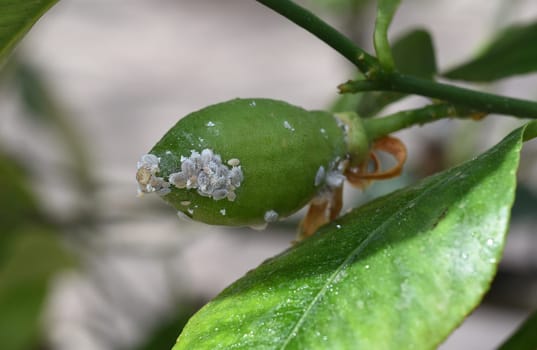 Mealybugs,mealybugs are also aphids and are pests that infest almost all plants. Mealybugs and mealybugs are also aphids and are pests that attack almost all plants.