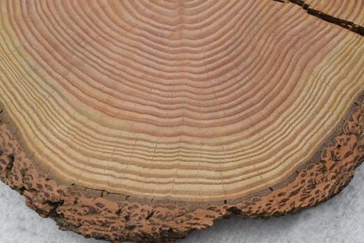 Annual rings are the growth rings of a tree in cross-section. Annual rings are the growth rings of a tree in cross section.