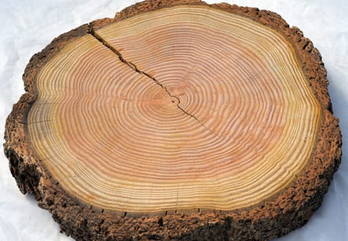 Annual rings are the growth rings of a tree in cross-section. Annual rings are the growth rings of a tree in cross section.