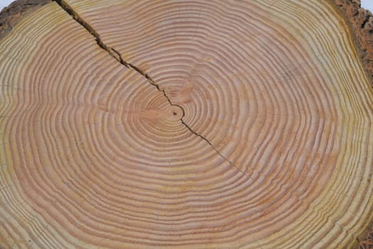 Annual rings are the growth rings of a tree in cross-section. Annual rings are the growth rings of a tree in cross section.