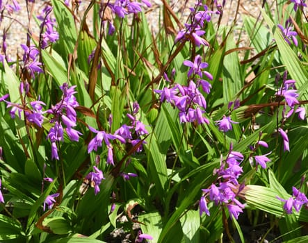 Chinese outdoor orchid,Bletilla striata has enchanting flowers and rich foliage. It blooms from May to the end of June. China outdoor orchid,Bletilla striata,has enchanting flowers and rich foliage. It blooms from May to the end of June