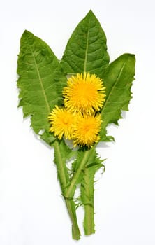 Dandelion,Taraxacum officinale as wall flower,is a pioneer plant and survival artist that can also thrive on gravel paths. Dandelion,Taraxacum officinale as a wall flower,is a pioneer plant and survival artist that can also thrive on gravel roads.