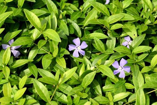 Evergreen,Vinca minor,is an important medicinal plant with blue flowers and is also used as a ground cover. Periwinkle,Vinca minor,is an important medicinal plant with blue flowers and is also used as a ground cover.