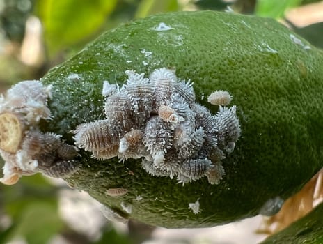 Mealybugs,mealybugs are also aphids and are pests that infest almost all plants. Mealybugs and mealybugs are also aphids and are pests that attack almost all plants.