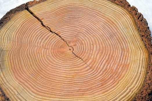 Annual rings are the growth rings of a tree in cross-section. Annual rings are the growth rings of a tree in cross section.