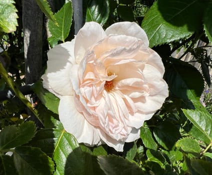 Graciosa,this very graceful climbing rose,delights us with its double flowers that appear in a delicate pink. Graciosa,this very graceful climbing rose delights us with its double flowers,which appear in a delicate pink.