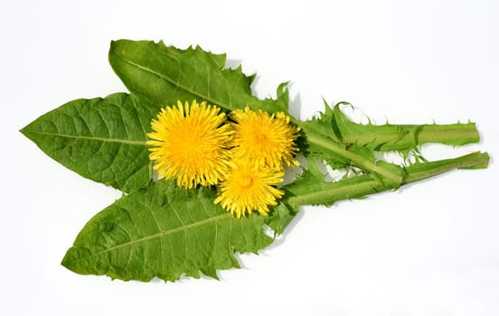 Dandelion,Taraxacum officinale as wall flower,is a pioneer plant and survival artist that can also thrive on gravel paths. Dandelion,Taraxacum officinale as a wall flower,is a pioneer plant and survival artist that can also thrive on gravel roads.