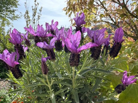 Crested lavender,Lavandula stoechas is a type of lavender with pretty blue flowers. Lavender,Lavandula stoechas,is a type of lavender with pretty blue flowers.