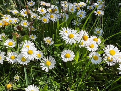 Bellis Perennis is an edible flower with white flowers. It is an important medicinal plant and is used in medicine. It is also often found in the wild,in fields and meadows. Gaensebluemchen,Bellis Perennis is an edible flower with white flowers. It is an important medicinal plant and is used in medicine. It is also often wild on fields and meadows.