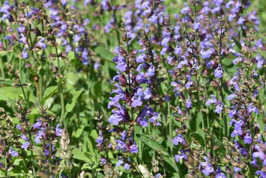 Sage,Salvia officinalis,is an important medicinal plant and a fragrant plant with blue flowers. It is a beautiful perennial and is also used in the kitchen as a spice. Sage,Salvia officinalis,is an important medicinal plant and a scented plant with blue flowers. It is a beautiful perennial and is also used in the kitchen as a seasoning.