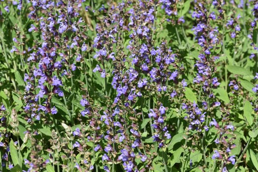 Sage,Salvia officinalis,is an important medicinal plant and a fragrant plant with blue flowers. It is a beautiful perennial and is also used in the kitchen as a spice. Sage,Salvia officinalis,is an important medicinal plant and a scented plant with blue flowers. It is a beautiful perennial and is also used in the kitchen as a seasoning.