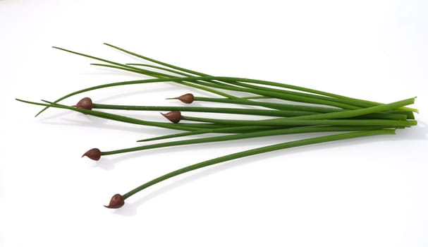 Chives,Allium schoenoprasum,is an important medicinal and medicinal plant. The culinary herb is also used in the Frankfurt Green Sauce. Chives,Allium schoenoprasum,are an important medicinal and medicinal plant. The herb is also used in the Frankfurt green sauce.