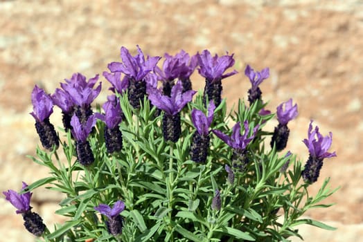 Crested lavender,Lavandula stoechas is a type of lavender with pretty blue flowers. Lavender,Lavandula stoechas,is a type of lavender with pretty blue flowers.