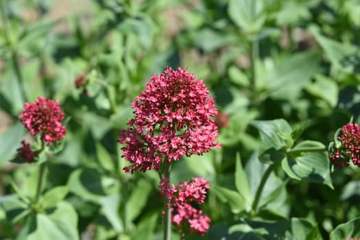 Spurflower,Centranthus ruber is an attractive and insect-loving flower. Spornflower,Centranthus ruber is an attractive and insect-loving flower.