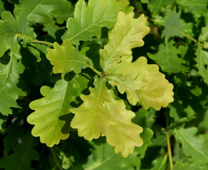 Oak,Quercus Robur,is a native tree species. Oak,Quercus robur,is a native tree.