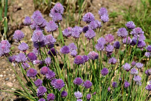 Chives,Allium schoenoprasum,is an important medicinal and medicinal plant. The culinary herb is also used in the Frankfurt Green Sauce. Chives,Allium schoenoprasum,are an important medicinal and medicinal plant. The herb is also used in the Frankfurt green sauce.