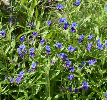 Stone seed,Aegonychon purpurocaeruleum is a pretty flower with strong blue flowers. Stone seed,Aegonychon purpurocaeruleum is a pretty flower with strong blue flowers.