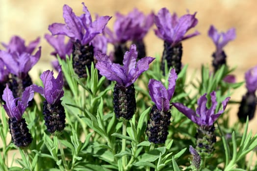 Crested lavender,Lavandula stoechas is a type of lavender with pretty blue flowers. Lavender,Lavandula stoechas,is a type of lavender with pretty blue flowers.