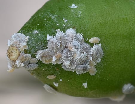 Mealybugs,mealybugs are also aphids and are pests that infest almost all plants. Mealybugs and mealybugs are also aphids and are pests that attack almost all plants.