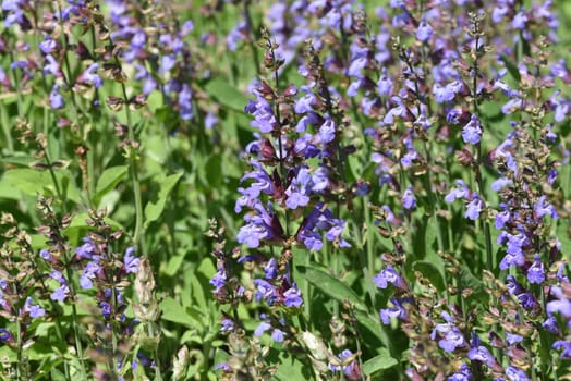 Sage,Salvia officinalis,is an important medicinal plant and a fragrant plant with blue flowers. It is a beautiful perennial and is also used in the kitchen as a spice. Sage,Salvia officinalis,is an important medicinal plant and a scented plant with blue flowers. It is a beautiful perennial and is also used in the kitchen as a seasoning.