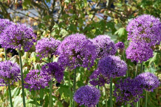 Allium Giganteum is a beautiful ornamental plant in the garden and has purple flowers. Ornamental Lily,Giant Lily,Allium Giganteum is a beautiful ornamental plant in the garden and has purple flowers.