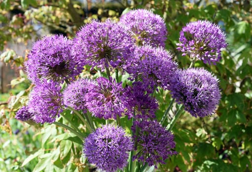 Allium Giganteum is a beautiful ornamental plant in the garden and has purple flowers. Ornamental Lily,Giant Lily,Allium Giganteum is a beautiful ornamental plant in the garden and has purple flowers.
