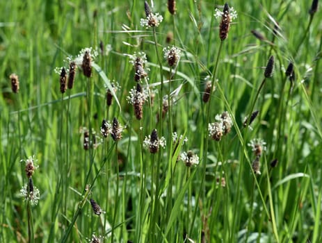 Plantain,Plantago lanceolata,is an important medicinal and medicinal plant and has white flowers. Plantain,Plantago lanceolata,is an important medicinal and medicinal plant with white flowers.