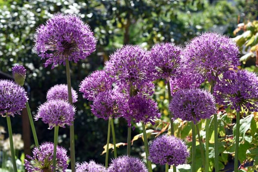 Allium Giganteum is a beautiful ornamental plant in the garden and has purple flowers. Ornamental Lily,Giant Lily,Allium Giganteum is a beautiful ornamental plant in the garden and has purple flowers.