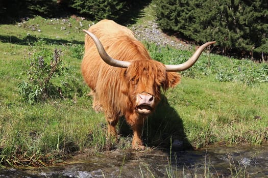 A red Scottish Highland cow with large horns drinks water at a stream