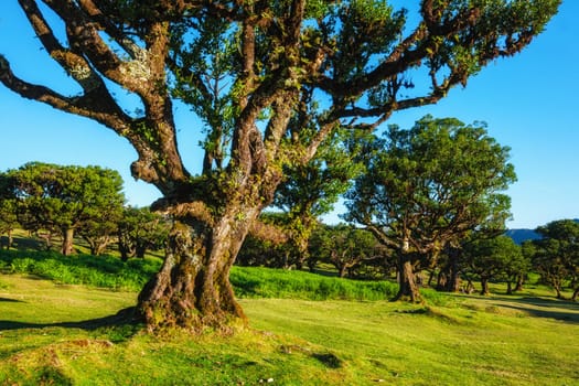Centuries-old til trees in fantastic magical idyllic Fanal Laurisilva forest on sunset. Madeira island, Portugal