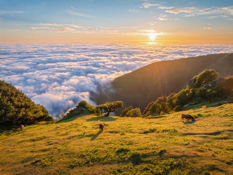 Aerial view of sunrise above clouds and green hills with cows grazing at Fanal mountain, Madeira island, Portugal